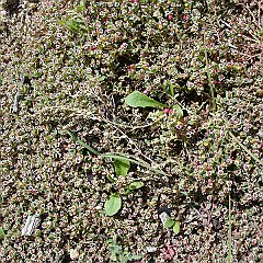 chamaesyce polycarpa